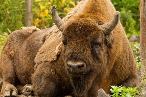 European bison rangers chosen for Kent woodland herd - BBC News