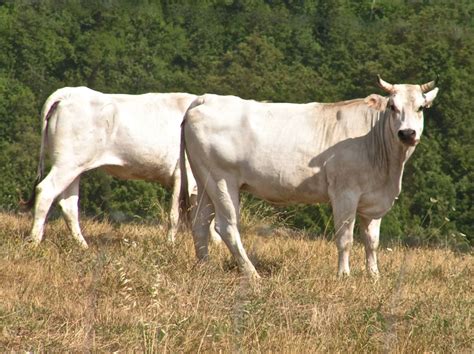 The Chianina is one of the biggest breeds in the world. It's not easy ...