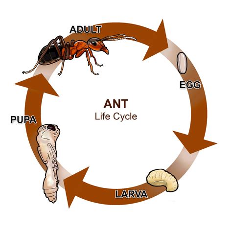 [DIAGRAM] Diagram Of Real Life Cycle Of An Ant - MYDIAGRAM.ONLINE