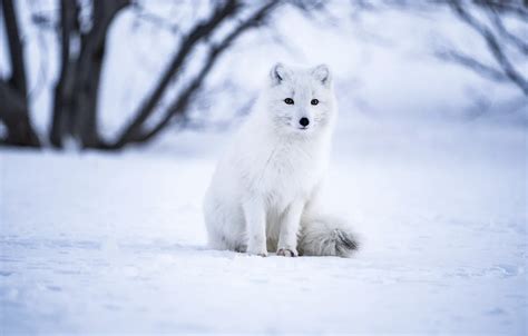 Wallpaper Winter, Snow, White, Animal images for desktop, section ...