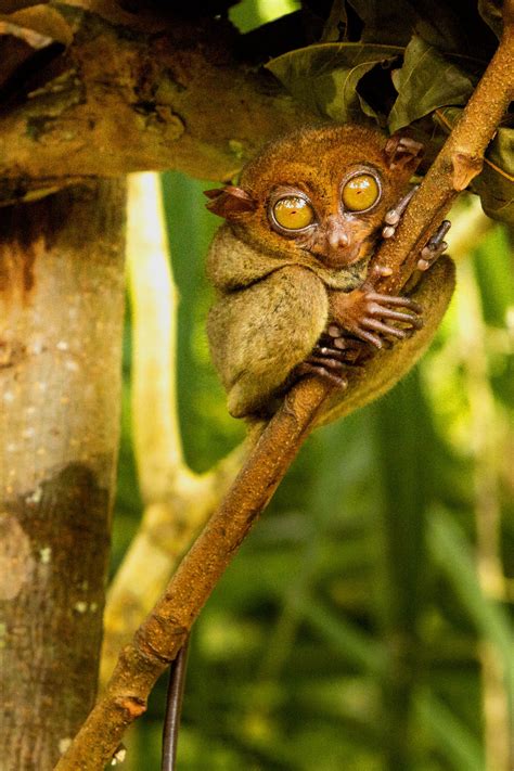 Philippine Tarsier, Philippines – Dekorativní fotografie