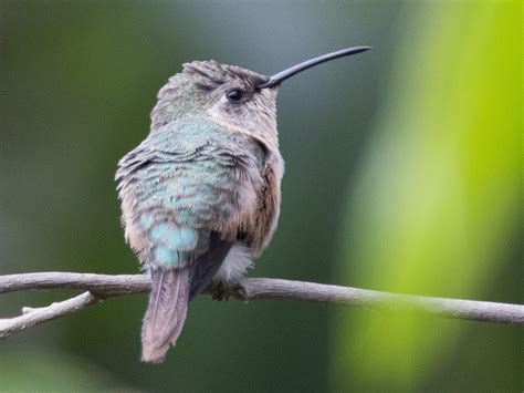 Purple-collared Woodstar - eBird