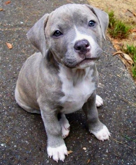 Pitbull and Lab Mix Puppies | Pitbull Puppies