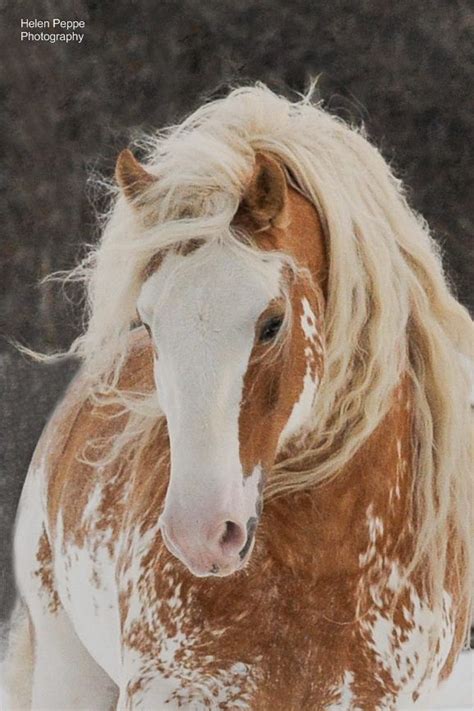 Tullys Jackpot (at Dungarvan Feather Vanners) | Horses | Pinterest | Pferde, Schöne pferde and ...