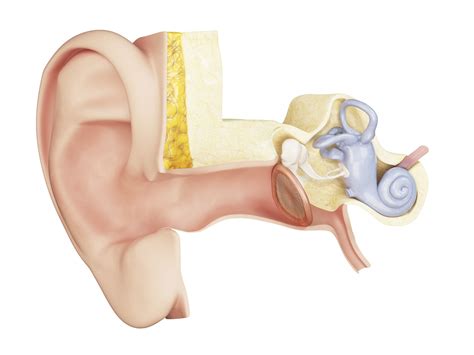 Eardrum: Anatomy, Function, and Treatment