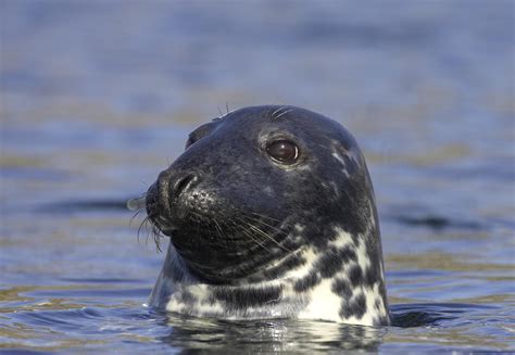 Wild Scotland wildlife and adventure tourism | Mammals | Semi-aquatic mammals (marine) | Grey seal