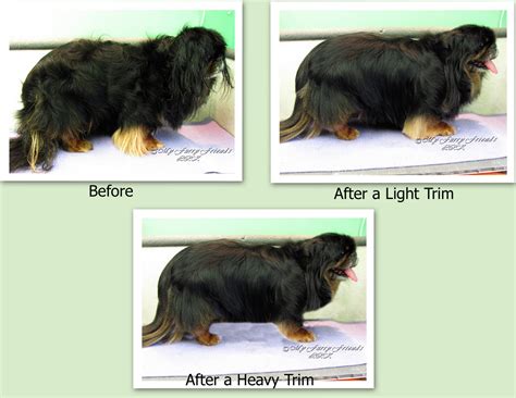 Pet Grooming: The Good, The Bad, & The Furry: Grooming a Pekingese