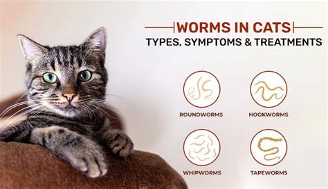 Worms in Cats: Types, Symptoms & Treatments - DiscountPetMart