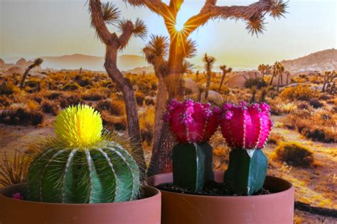 Macro Photography - Cactus - Bergen County Camera Blog