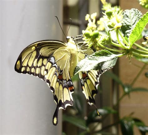 Visiting the Butterfly Pavilion at the National Museum of Natural History | Things to See and Do ...