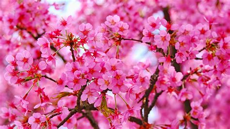 Download wallpaper 1600x900 cherry blossom, pink flowers, nature, 16:9 widescreen 1600x900 hd ...