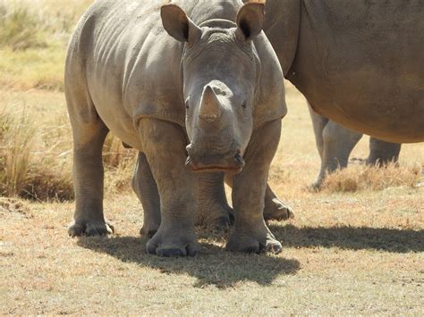 Rhinoceros Teeth | SIMILAR BUT DIFFERENT IN THE ANIMAL KINGDOM