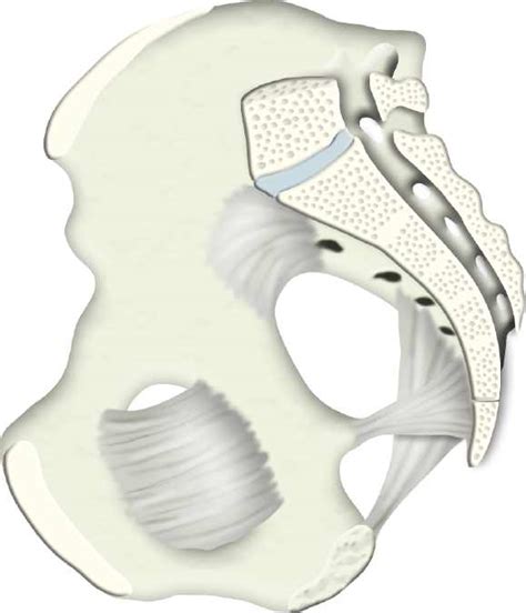 RCSI - Drawing Hemipelvis and pelvic ligaments - no labels | AnatomyTOOL