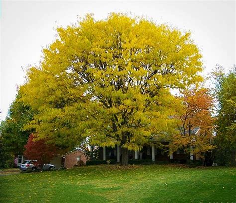 Thornless Honeylocust For Sale Online | The Tree Center