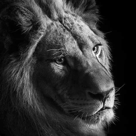 These Black And White Animals By Lukas Holas Are Just Mesmerizing