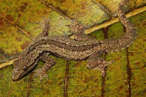 Rediscovery of the Frilled Tail Gecko Hemidactylus platyurus (Schneider ...