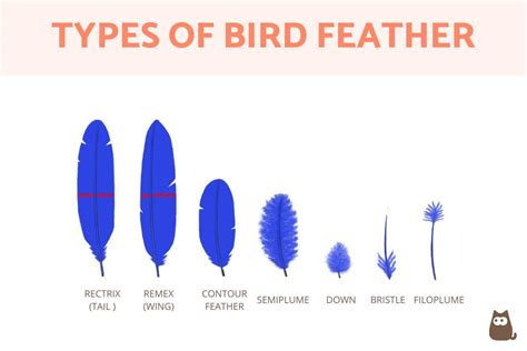 Types of Feathers on a Bird - Bird Feather Types, Parts and Anatomy