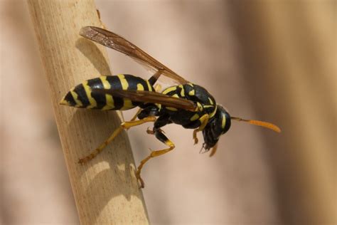 Difference Between Wasp and Hornet Sting | Compare the Difference Between Similar Terms