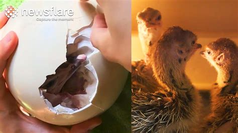 Hatching Baby Ostriches From Eggs At Vienna Zoo || Newsflare - YouTube