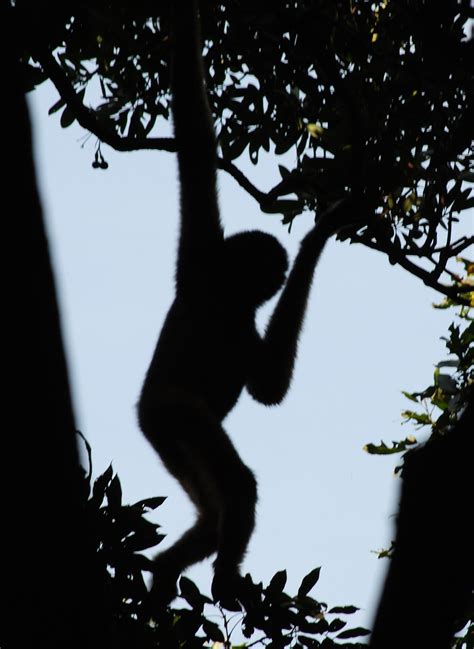 Hainan black crested gibbon, Hainan gibbon (Nomascus hainanus): It's like you can't see em any ...