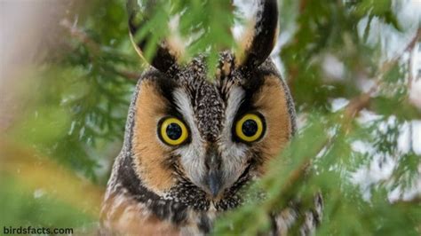 Owl Ears Unlock the Secrets of Owl Hearing with Amazing