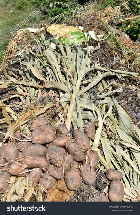 Compost Pit Rotting Vegetables Garden Stock Photo 2035049507 | Shutterstock