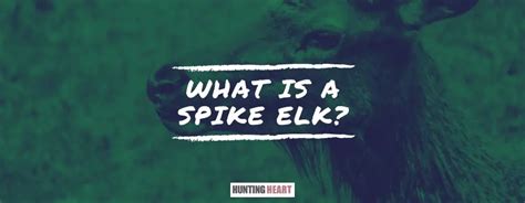 What is a Spike Elk? - Hunting heart