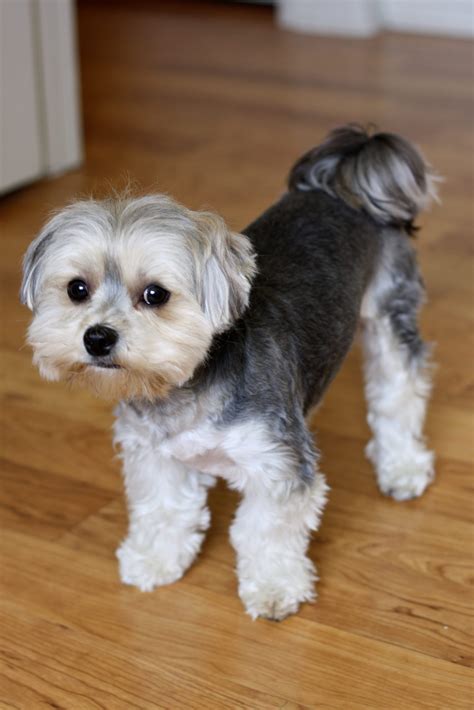 Morkie Dog - The Maltese Yorkie Mix - Animal Corner