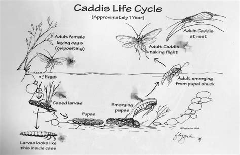 Caddisfly Life Cycle