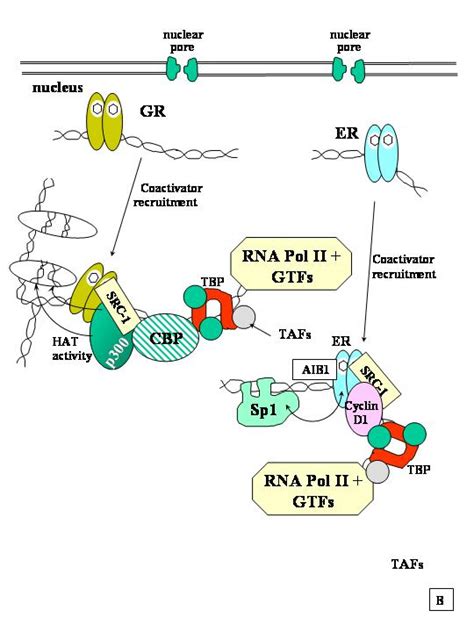 The Steroid Hormone Receptors | GLOWM