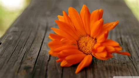 Orange Flowers HD wallpaper | 1920x1080 | #23331