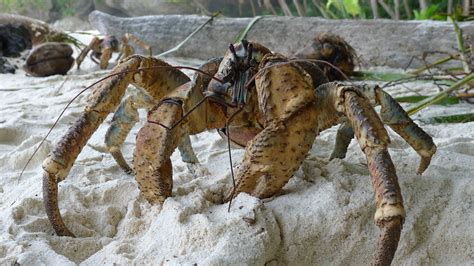 Robber crab | After ripping into a coconut, this Robber crab… | Flickr