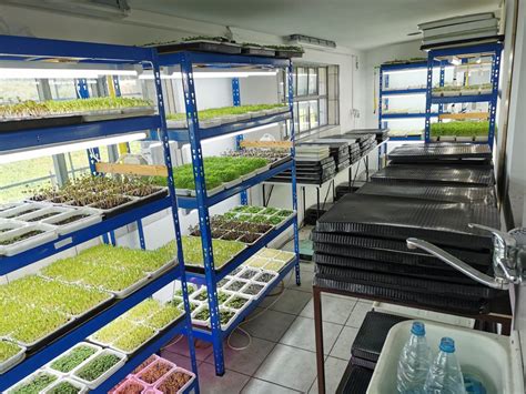 are microgreens a good and a profitable business | Growing microgreens ...