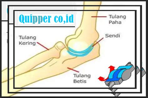 Fungsi Sendi Engsel - Struktur, Gambar Lengkap Dengan Penjelasan