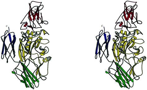 The structural basis for the regulation of tissue transglutaminase by ...