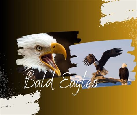 Difference Between Male and Female Bald Eagles: Gender Revealed!