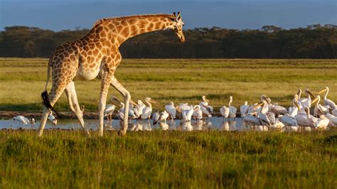 🔥 Free download Rothschilds Giraffe Giraffa camelopardalis and pelicans ...