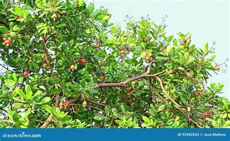 Ripe Cashew Nuts in Tree Branch Stock Image - Image of healthy ...