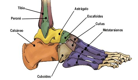 BLOG DE 6º CURSO: HUESOS