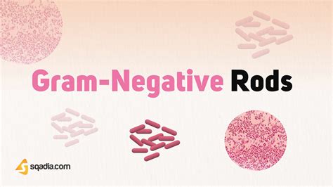 Gram-Negative Rods - Introduction