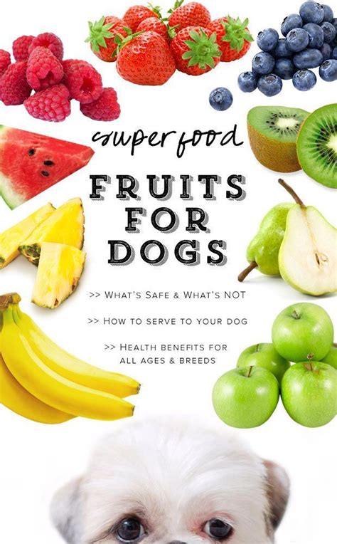 A full list of superfood fruits for dogs, including their long term health benefits and healing ...