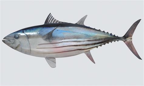 Skipjack Tuna - PT. Indo Lautan Mas