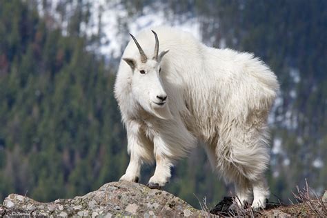 The Mountain Goat | Basic Facts and Photos | The Wildlife