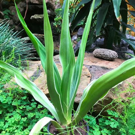 Furcraea gigantea 'Striata' – myBageecha