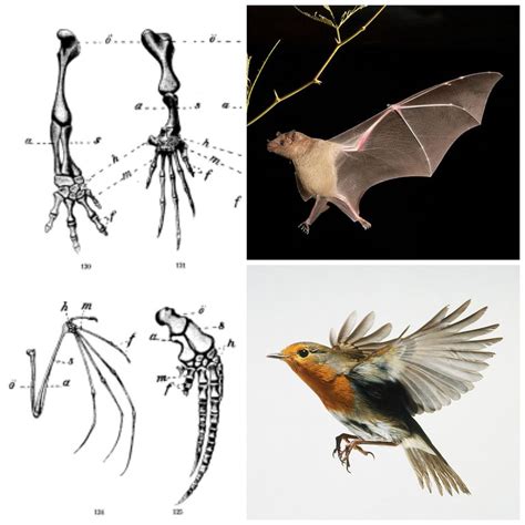 The Difference Between Homology and Homoplasy in Evolution