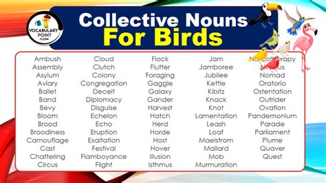 Collective Nouns For Birds (With Meaning and Examples) - Vocabulary Point