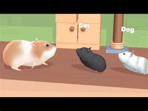 Hamster Maze - All Levels Gameplay Android, iOS - YouTube