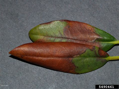 Pestalotiopsis leaf spot (Pestalotiopsis spp. ) on rhododendrons and azaleas (Rhododendron spp ...