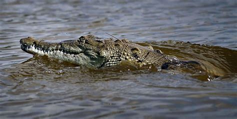 African Crocodiles Found In Florida Everglades | Here & Now