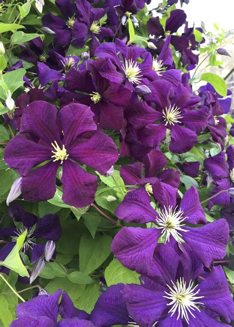 Clematis "Etoile Violette", most Clematis do very well here in Central Oregon. They like to have ...
